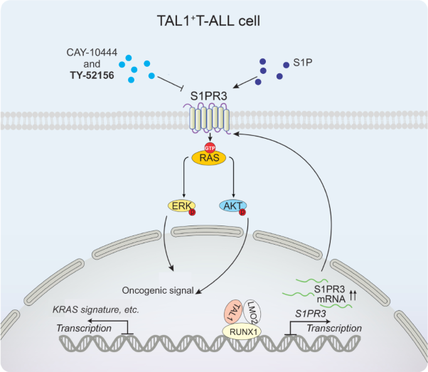 S1P-S1PR3-RAS promotes the progression of S1PR3<sup>hi</sup> TAL1<sup>+</sup> T-cell acute lymphoblastic leukemia that can be effectively inhibited by an S1PR3 antagonist