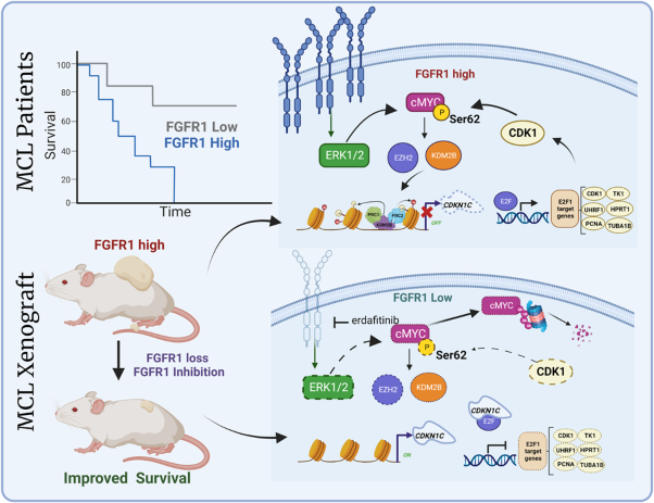 Exploiting the fibroblast growth factor receptor-1 vulnerability to therapeutically restrict the MYC-EZH2-CDKN1C axis-driven proliferation in Mantle cell lymphoma