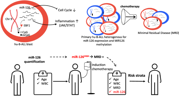 miR-126 identifies a quiescent and chemo-resistant human B-ALL cell subset that correlates with minimal residual disease