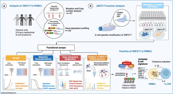 Frequent <i>ZNF217</i> mutations lead to transcriptional deregulation of interferon signal transduction via altered chromatin accessibility in B cell lymphoma