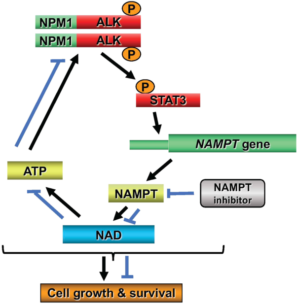 Chimeric kinase ALK induces expression of NAMPT and selectively depends on this metabolic enzyme to sustain its own oncogenic function