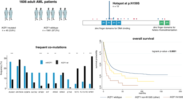 Mutated <i>IKZF1</i> is an independent marker of adverse risk in acute myeloid leukemia