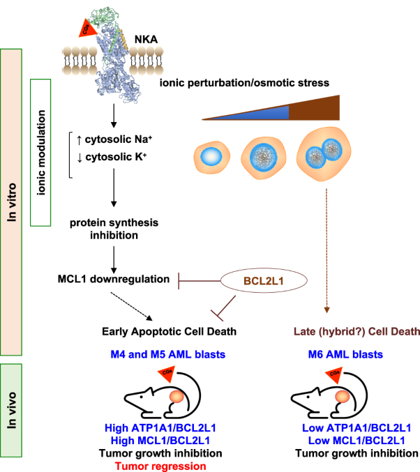 ATP1A1/BCL2L1 predicts the response of myelomonocytic and monocytic acute myeloid leukemia to cardiac glycosides