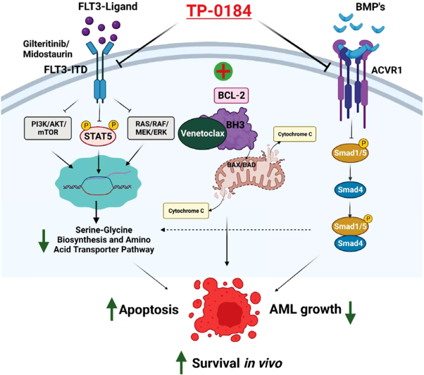 TP-0184 inhibits FLT3/<i>ACVR1</i> to overcome FLT3 inhibitor resistance and hinder AML growth synergistically with venetoclax
