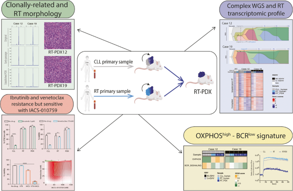 Chronic lymphocytic leukemia patient-derived xenografts recapitulate clonal evolution to Richter transformation