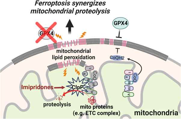 Mitochondrial regulation of GPX4 inhibition–mediated ferroptosis in acute myeloid leukemia