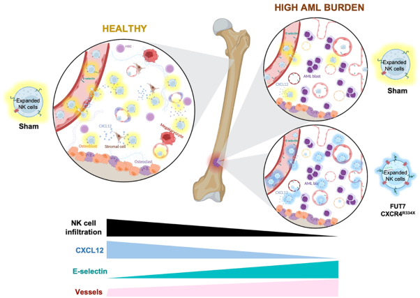 Harnessing upregulated E-selectin while enhancing SDF-1α sensing redirects infused NK cells to the AML-perturbed bone marrow