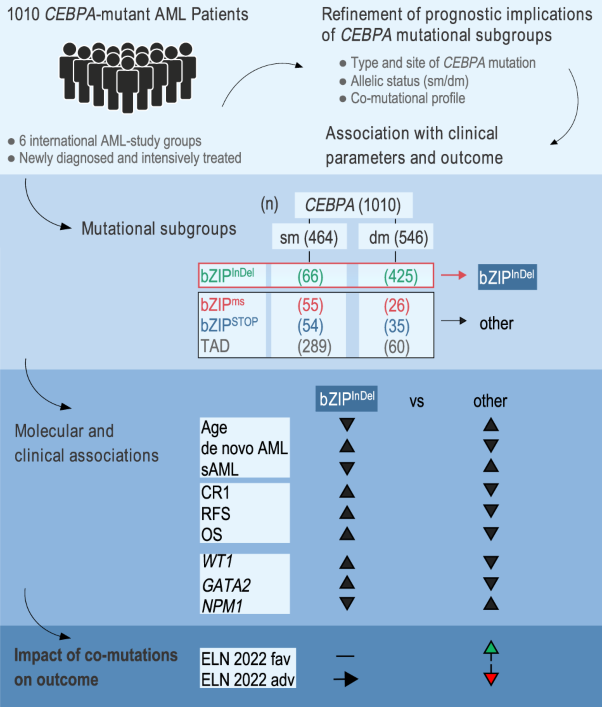 Prognostic impact of <i>CEBPA</i> mutational subgroups in adult AML