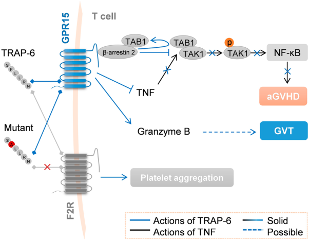 Thrombin receptor activating peptide-6 decreases acute graft-<i>versus</i>-host disease through activating GPR15