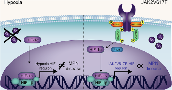 JAK2V617F reprograms Hypoxia Inducible Factor-1 to induce a non-canonical hypoxia regulon in myeloproliferative neoplasms