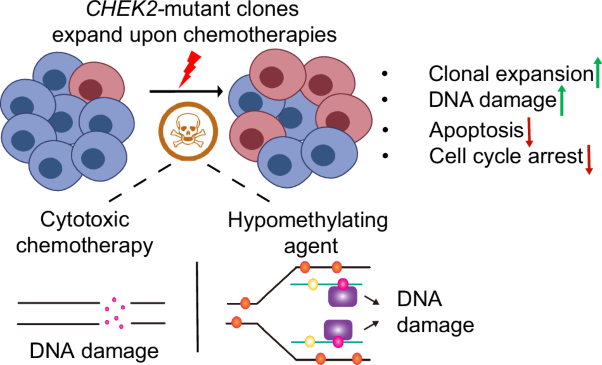 CHEK2 loss endows chemotherapy resistance to hematopoietic stem cells