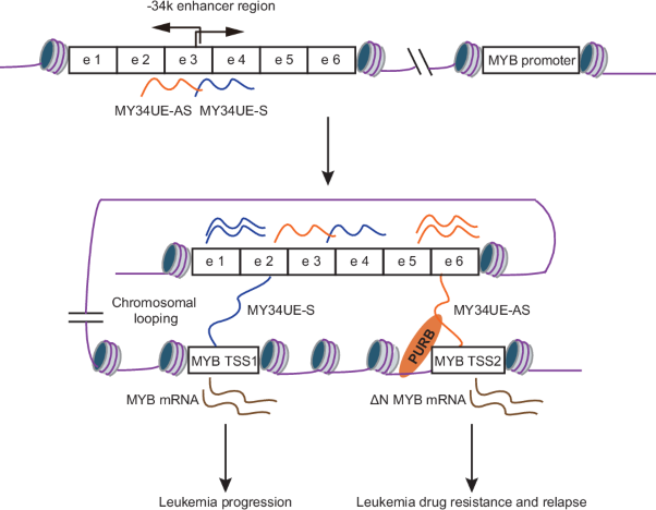 Distal enhancer RNAs regulate alternative promoter usage of <i>MYB</i> and drug resistance in human leukemia cells