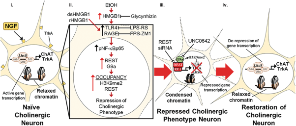 HMGB1 neuroimmune signaling and REST-G9a gene repression contribute to ethanol-induced reversible suppression of the cholinergic neuron phenotype