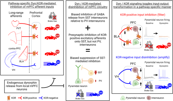 Dynorphin / kappa-opioid receptor regulation of excitation-inhibition balance toggles afferent control of prefrontal cortical circuits in a pathway-specific manner