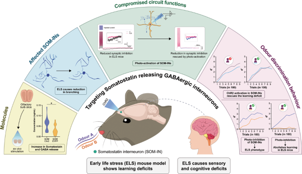 Perceptual learning deficits mediated by somatostatin releasing inhibitory interneurons of olfactory bulb in an early life stress mouse model