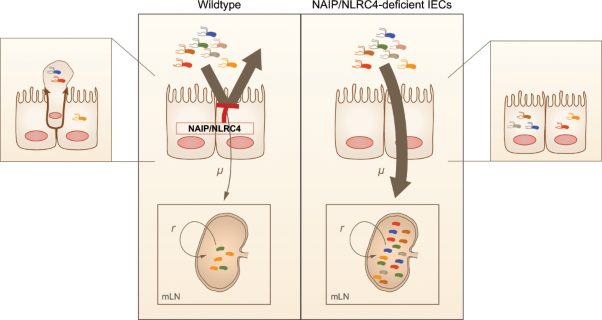 Intestinal epithelial NAIP/NLRC4 restricts systemic dissemination of the adapted pathogen <i>Salmonella</i> Typhimurium due to site-specific bacterial PAMP expression