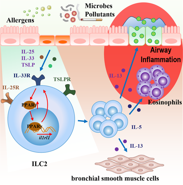 PPARγ enhances ILC2 function during allergic airway inflammation via transcription regulation of ST2