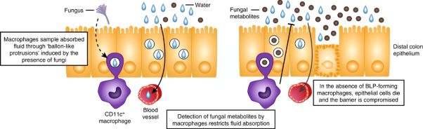 Guardians of the epithelium: macrophages protect against toxic fungal derivatives