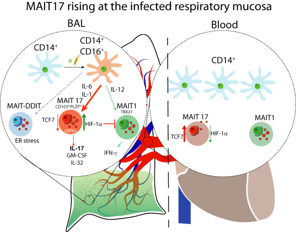 IL-17 production by tissue-resident MAIT cells is locally induced in children with pneumonia