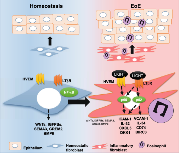 LIGHT controls distinct homeostatic and inflammatory gene expression profiles in esophageal fibroblasts via differential HVEM and LTβR-mediated mechanisms