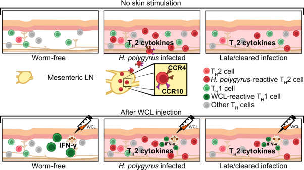 Intestinal helminth infection transforms the CD4<sup>+</sup> T cell composition of the skin