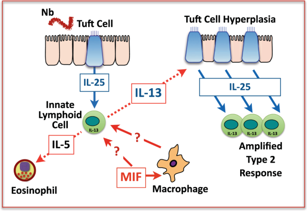 The IL-25-dependent tuft cell circuit driven by intestinal helminths requires macrophage migration inhibitory factor (MIF)