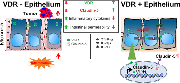 Vitamin D receptor upregulates tight junction protein claudin-5 against colitis-associated tumorigenesis