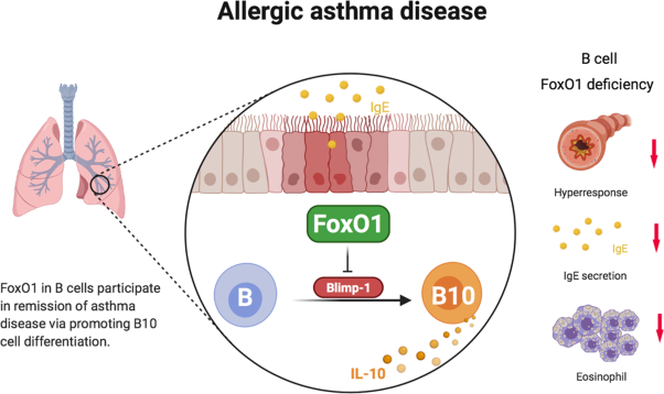 FoxO1 suppresses IL-10 producing B cell differentiation via negatively regulating Blimp-1 expression and contributes to allergic asthma progression