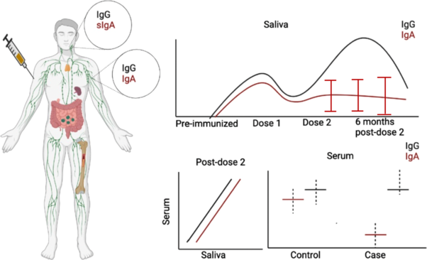 Systemic and mucosal IgA responses are variably induced in response to SARS-CoV-2 mRNA vaccination and are associated with protection against subsequent infection