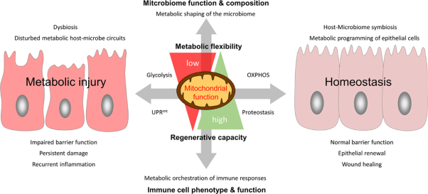 Intestinal epithelial cell metabolism at the interface of microbial dysbiosis and tissue injury