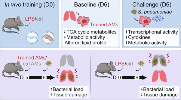 Trained immunity of alveolar macrophages requires metabolic rewiring and type 1 interferon signaling