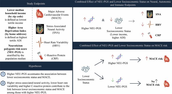 Stress-related genetic factors modify the effect of socioeconomic status on cardiovascular risk