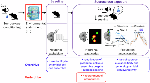 Prelimbic cortical excitatory overdrive and inhibitory underdrive accompany environmental suppression of food seeking