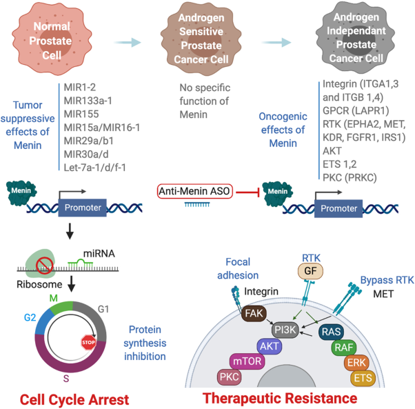 Menin inhibition suppresses castration-resistant prostate cancer and enhances chemosensitivity