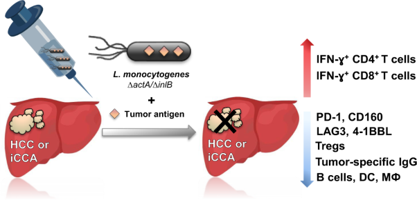 Safety and efficacy of prophylactic and therapeutic vaccine based on live-attenuated <i>Listeria monocytogenes</i> in hepatobiliary cancers