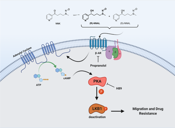 LKB1 phosphorylation and deactivation in lung cancer by NNAL, a metabolite of tobacco-specific carcinogen, in an isomer-dependent manner