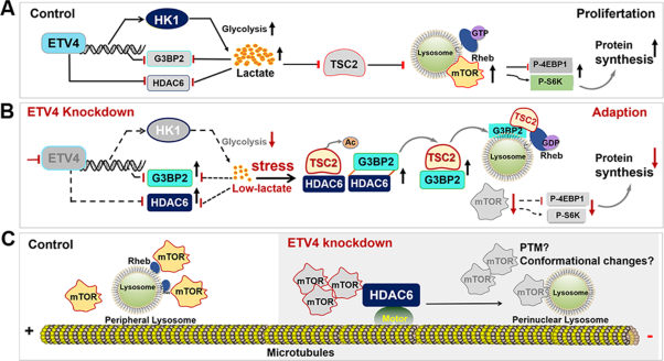 HDAC6-G3BP2 promotes lysosomal-TSC2 and suppresses mTORC1 under ETV4 targeting-induced low-lactate stress in non-small cell lung cancer