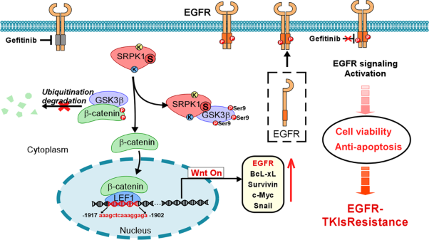 Serine-arginine protein kinase 1 (SRPK1) promotes EGFR-TKI resistance by enhancing GSK3β Ser9 autophosphorylation independent of its kinase activity in non-small-cell lung cancer