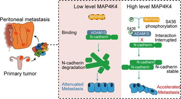 MAP4K4 promotes ovarian cancer metastasis through diminishing ADAM10-dependent N-cadherin cleavage