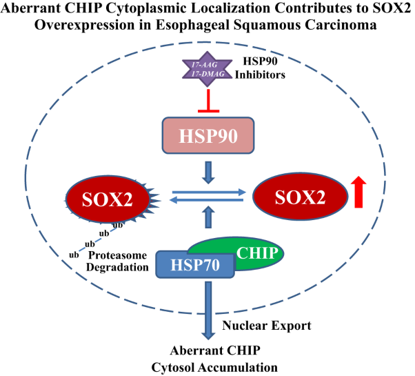 Control of SOX2 protein stability and tumorigenic activity by E3 ligase CHIP in esophageal cancer cells