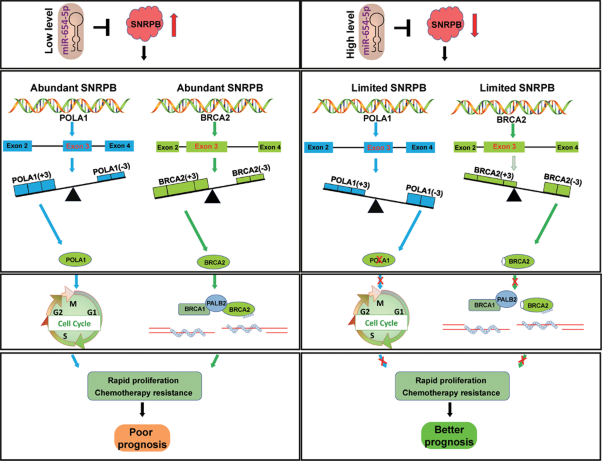 The splicing factor SNRPB promotes ovarian cancer progression through regulating aberrant exon skipping of POLA1 and BRCA2