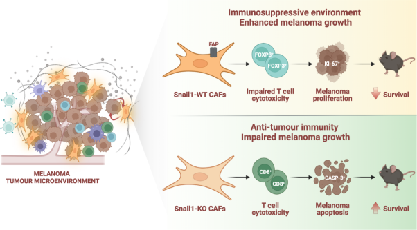 Microenvironmental Snail1-induced immunosuppression promotes melanoma growth