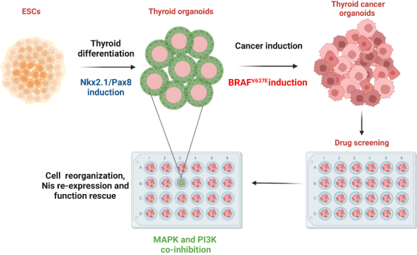 Dual targeting of MAPK and PI3K pathways unlocks redifferentiation of <i>Braf</i>-mutated thyroid cancer organoids