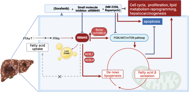 RBM45 reprograms lipid metabolism promoting hepatocellular carcinoma via Rictor and ACSL1/ACSL4
