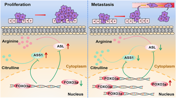 FOXO3a-regulated arginine metabolic plasticity adaptively promotes esophageal cancer proliferation and metastasis
