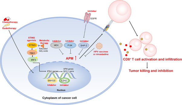 Immune escape of head and neck cancer mediated by the impaired MHC-I antigen presentation pathway