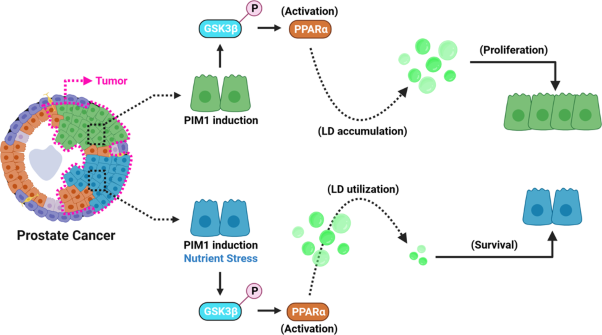 PIM1 drives lipid droplet accumulation to promote proliferation and survival in prostate cancer
