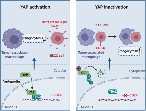 The Hippo-YAP signaling pathway drives CD24-mediated immune evasion in esophageal squamous cell carcinoma via macrophage phagocytosis