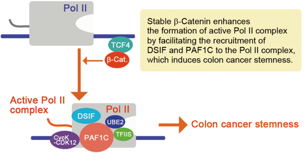 NELF and PAF1C complexes are core transcriptional machineries controlling colon cancer stemness