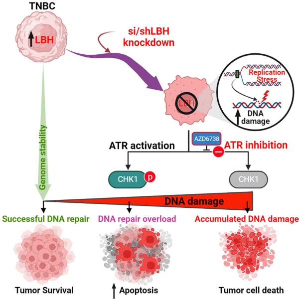 Blocking LBH expression causes replication stress and sensitizes triple-negative breast cancer cells to ATR inhibitor treatment